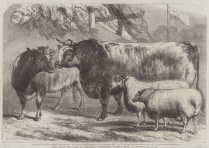 Bovini e pecore premiati alla mostra della Royal Agricultural Society, a Leicester